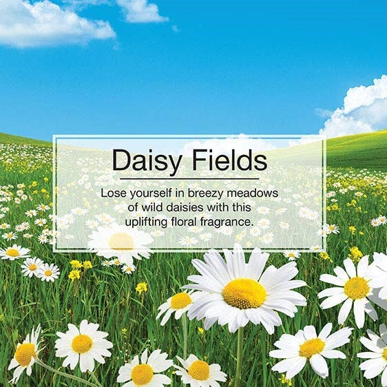 Little Trees Car Air Freshener - Daisy Fields - 3 pieces