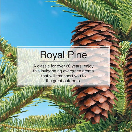 Little Trees Car Air Freshener - Royal Pine - 3 pieces